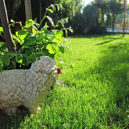 Ladybird Pula